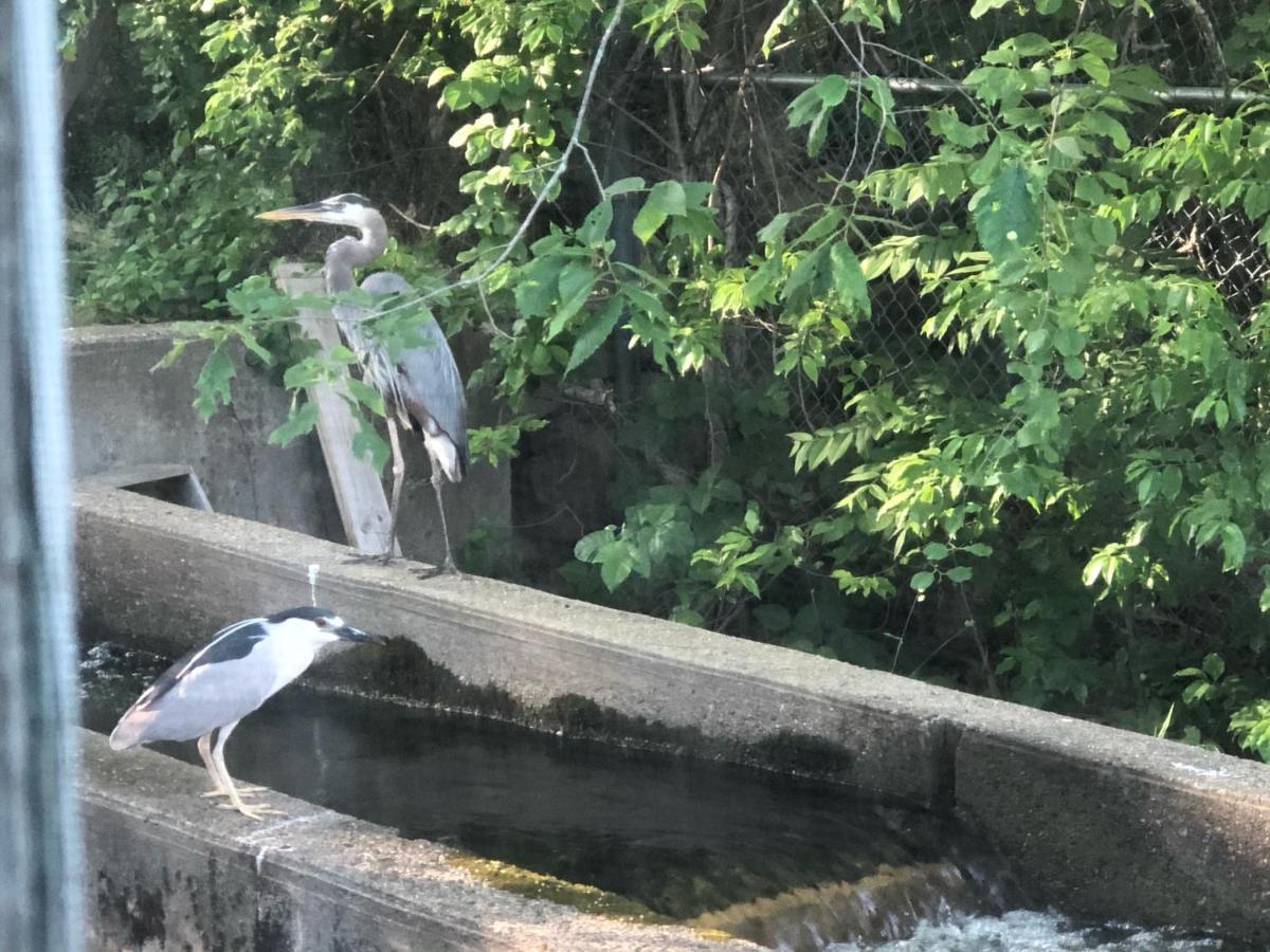 בורן Herring Run מראה חיצוני תמונה