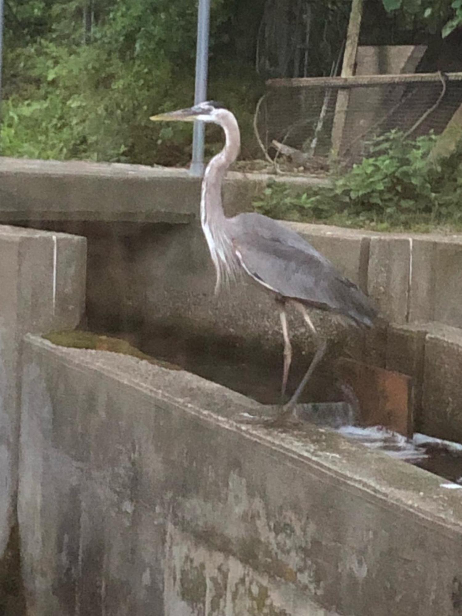 בורן Herring Run מראה חיצוני תמונה